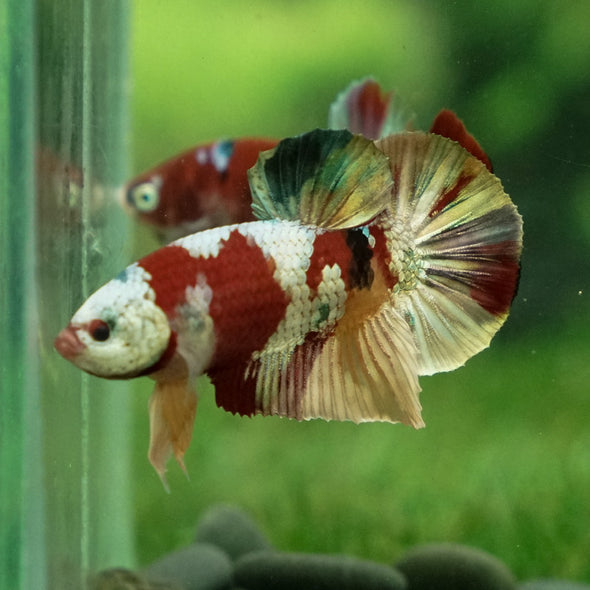 Multicolor/Galaxy Koi Plakat -13 weeks Old