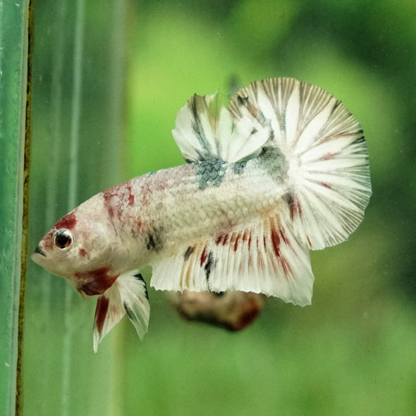 Multicolor/Galaxy Koi Plakat -11 weeks Old