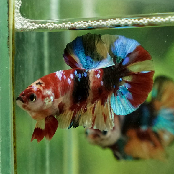 Multicolor/Galaxy Koi Plakat -11 weeks Old