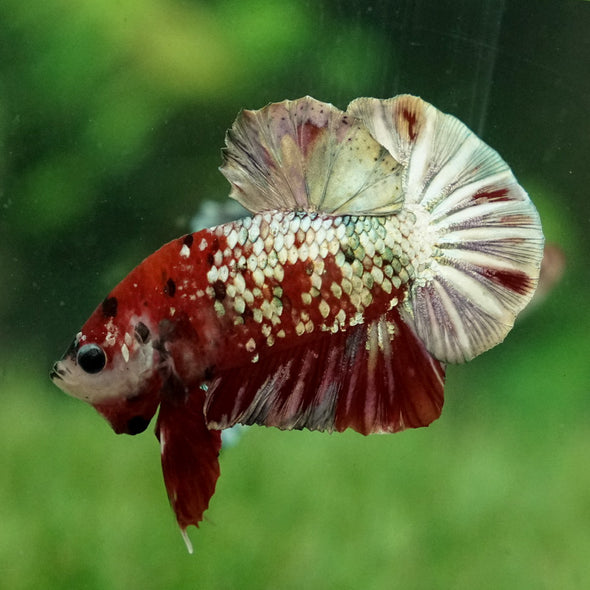 Multicolor/Galaxy Koi Plakat -15 weeks Old