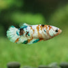 Multicolor/galaxy Koi Plakat- Female