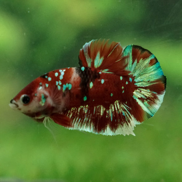 Multicolor/Galaxy Koi Plakat -13 weeks Old