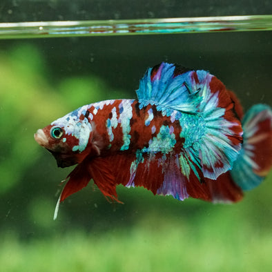 Multicolor/Galaxy Koi Plakat - 13Weeks Old