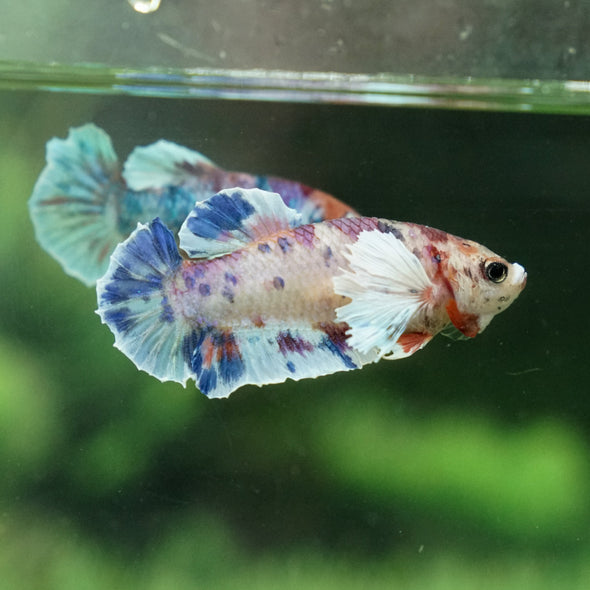 Multicolor/galaxy Dumbo Koi Plakat- Female