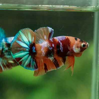 Multicolor/Galaxy Koi Plakat -11 weeks Old