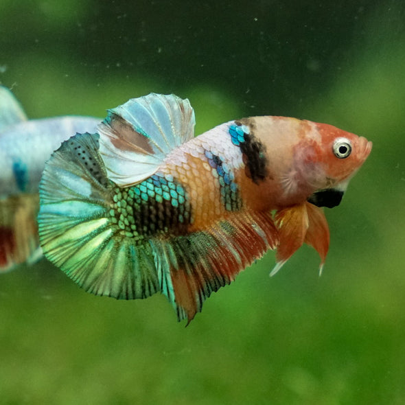 Multicolor/Galaxy Koi Plakat -11 weeks Old