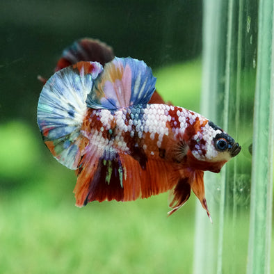 Galaxy / Multicolored Koi Plakat