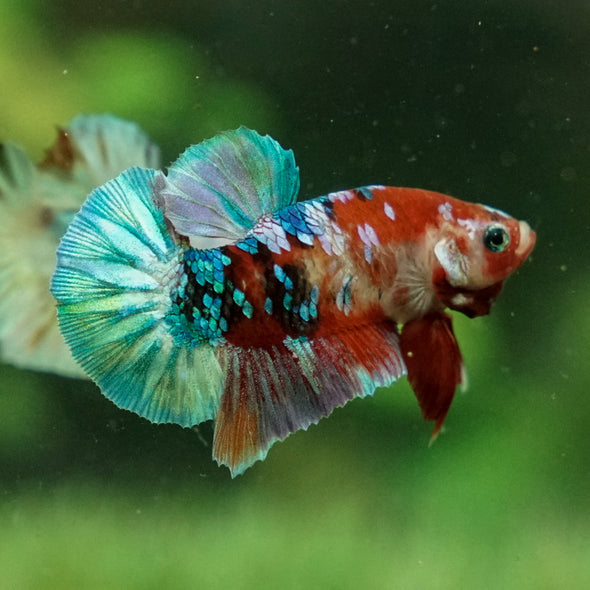 Multicolor/Galaxy Koi Plakat -11 weeks Old