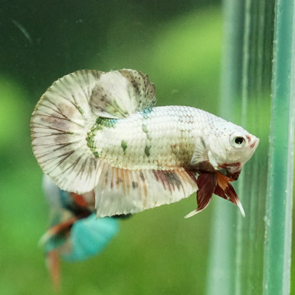 Multicolor/Galaxy Koi Plakat -11 weeks Old