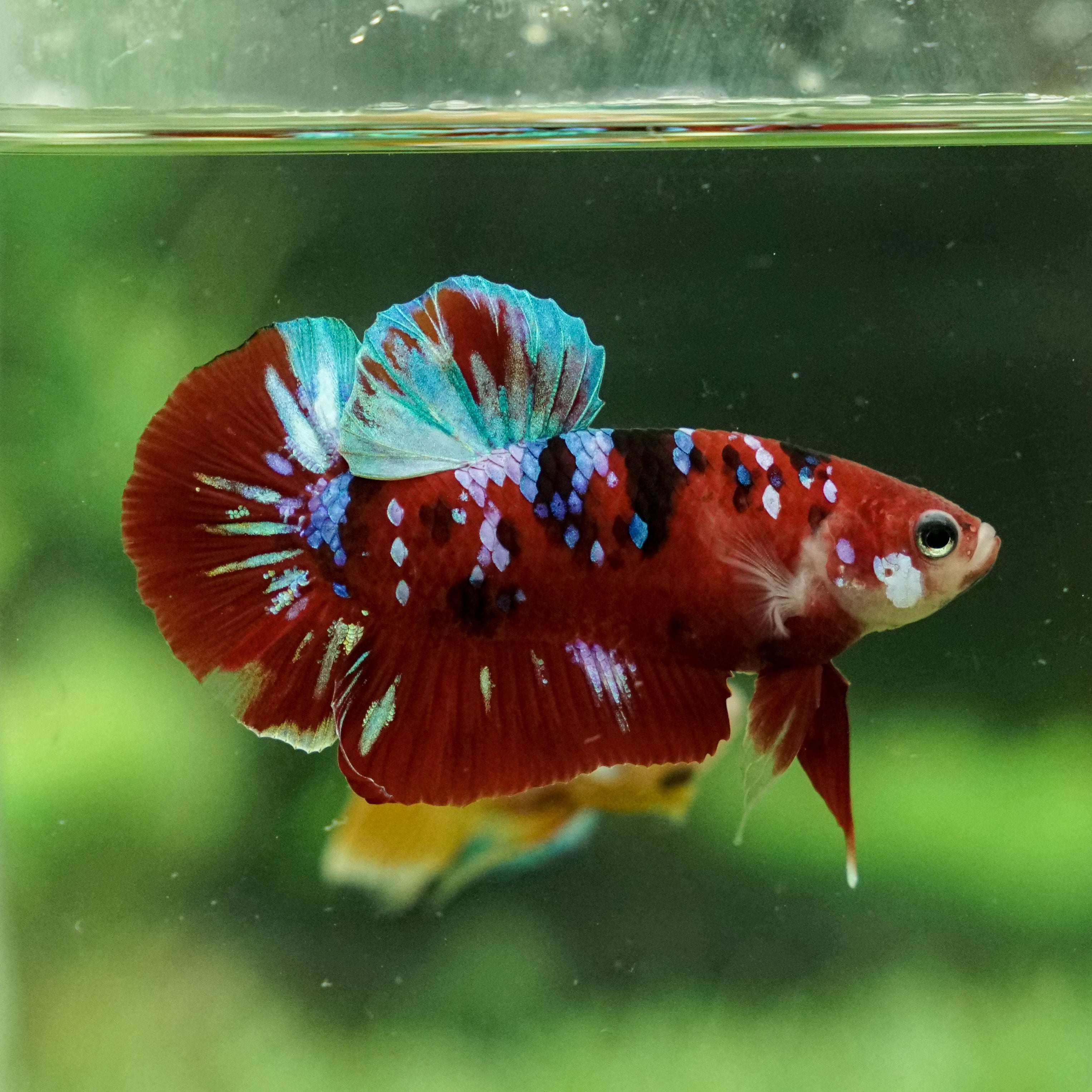 16+ Black And Red Betta Fish