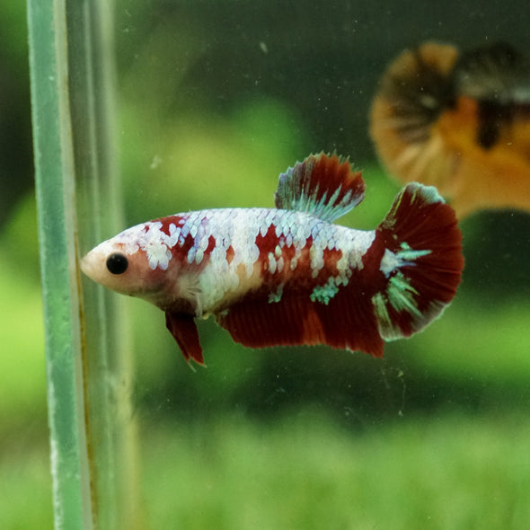 Multicolor/galaxy Koi Plakat- Female