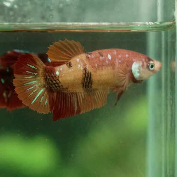 Multicolor/ Galaxy Koi Plakat- Female- 16 Weeks Old