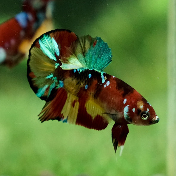 Multicolor/Galaxy Koi Plakat -15 weeks Old