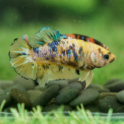 Multicolor/galaxy Koi Plakat- Female