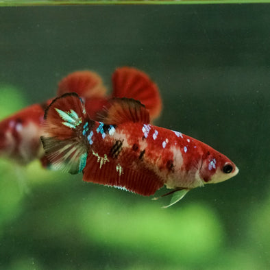 Galaxy Koi Plakat- Female