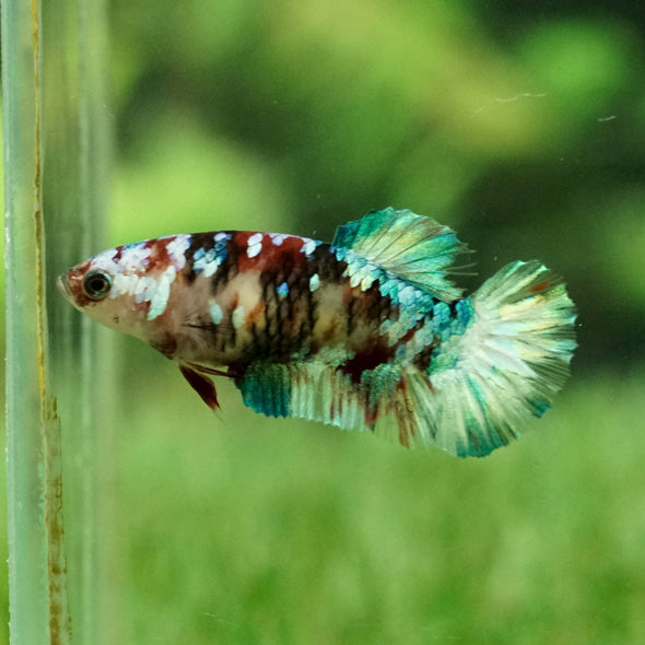 Multicolor/galaxy Koi Plakat- Female