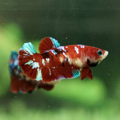 Multicolor/galaxy Koi Plakat- Female