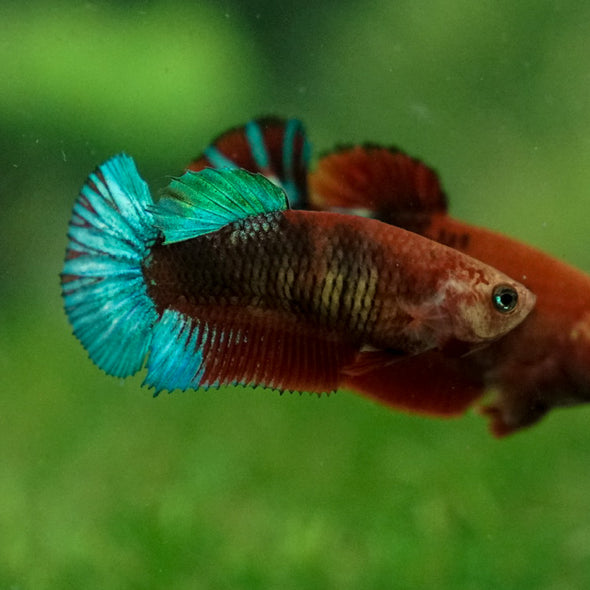 Red Fancy Plakat 13 Week Old- Female