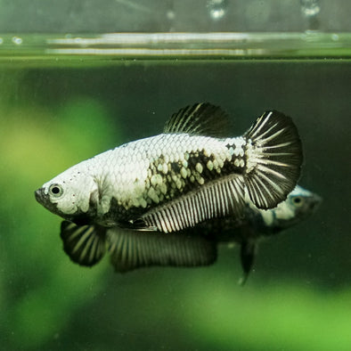 Samurai Plakat 11 week - Female