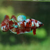 Multicolor/galaxy Koi Plakat- Female