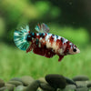 Multicolor/galaxy Koi Plakat- Female