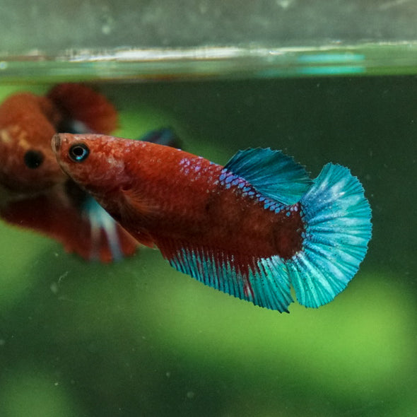 Red Fancy Plakat 13 Week Old- Female