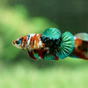 Galaxy Koi Plakat- Female