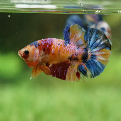 Multicolor/Galaxy Koi Plakat -15 weeks Old