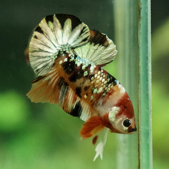 Multicolor/Galaxy Koi Plakat -12 weeks Old