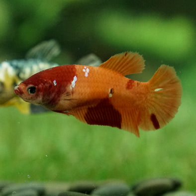Multicolor/galaxy Koi Plakat- Female