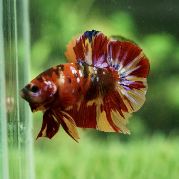 Multicolor/Galaxy Koi Plakat - 13Weeks Old