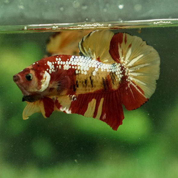 Giant Multicolor/ Galaxy Koi-15 weeks Old