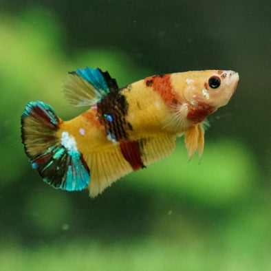 Multicolor/galaxy Koi Plakat- Female