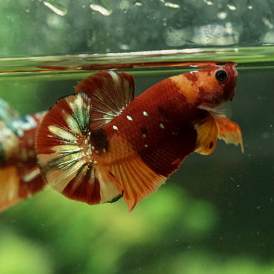 Copper/Gold Galaxy Koi Plakat - 13Weeks Old