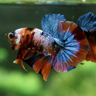 Multicolor/Galaxy Koi Plakat - 13Weeks Old