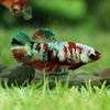 Multicolor/galaxy Koi Plakat- Female