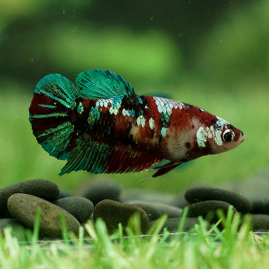 Galaxy Koi Plakat- Female