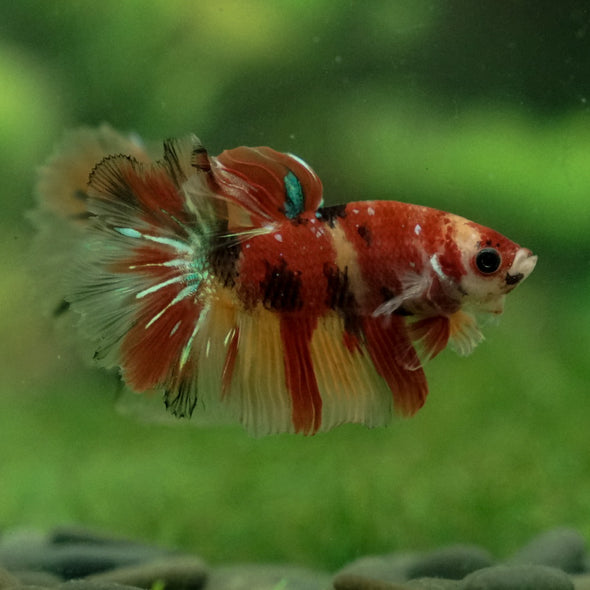 Galaxy Koi Halfmoon - 11 weeks old