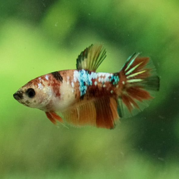 Koi Halfmoon - Female