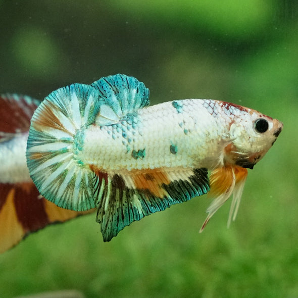 Multicolor/Galaxy Koi Plakat -12 weeks Old