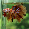 Galaxy Koi Halfmoon - 12 weeks old