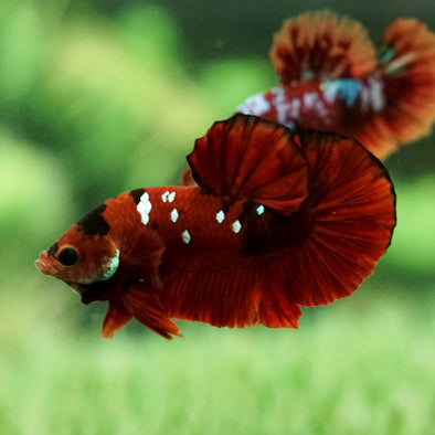 Multicolor/Galaxy Koi Plakat -13 weeks Old