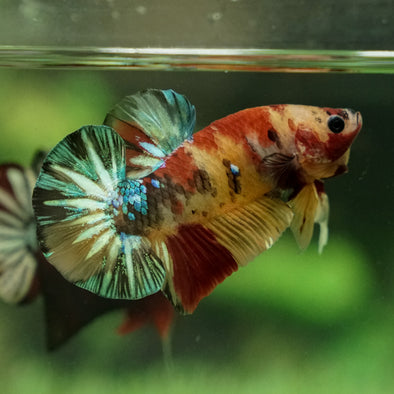 Multicolor/Galaxy Koi Plakat -15 weeks Old