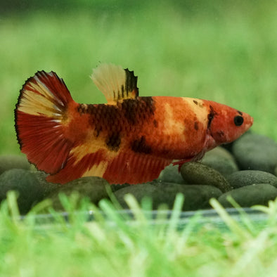 Multicolor/galaxy Koi Plakat- Female