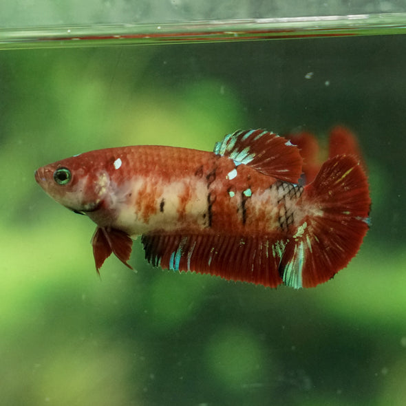 Multicolor/ Galaxy Koi Plakat- Female- 16 Weeks Old