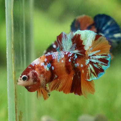 Multicolor/Galaxy Koi Plakat -13 weeks Old