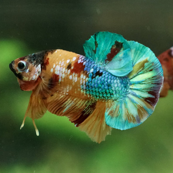 Multicolor/Galaxy Koi Plakat -15 weeks Old