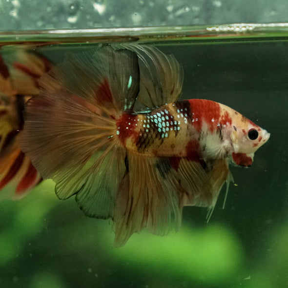 Galaxy Koi Halfmoon - 12 weeks old