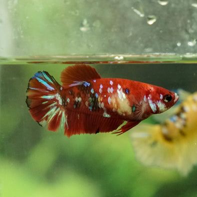 Copy of Multicolor/galaxy Koi Plakat- Female