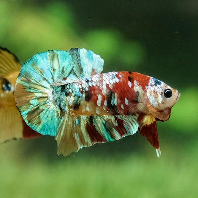 Multicolor/Galaxy Koi Plakat -15 weeks Old